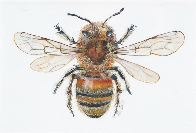 European Honeybee (Apis mellifera mellifera) Painting by Annabel ...