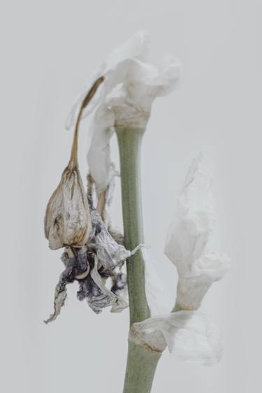 Print of Conceptual Floral Photography by Tatiana Johnson