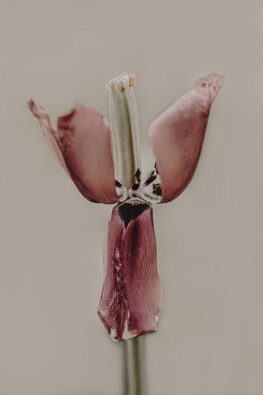 Print of Conceptual Floral Photography by Tatiana Johnson