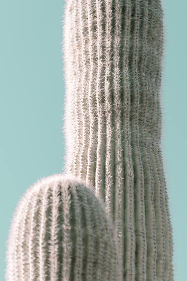 Two cacti - Limited Edition of 20 thumb