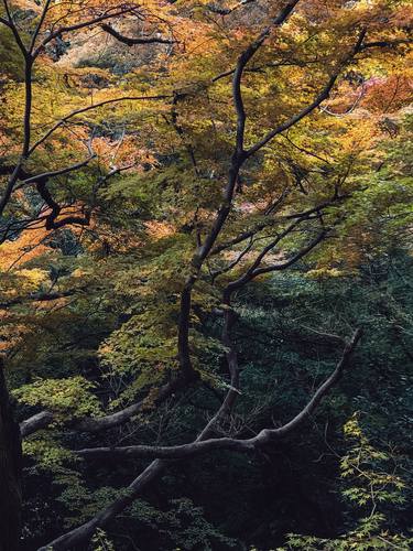 Maple trees in the fall at Kiyomizy temple in Kyoto, Japan - Limited Edition of 50 thumb