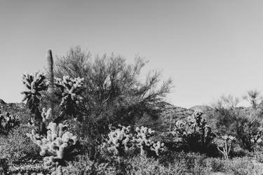 Arizona Desert #2 - Limited Edition of 20 thumb