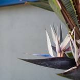 Great White Bird of Paradise - Limited Edition of 10 by Mike Selsky