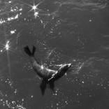 Seal - Limited Edition of 10 by Mike Selsky