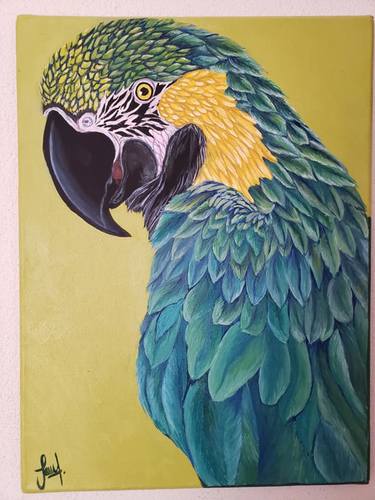 Guacamayas Macaw thumb