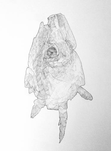 Print of Abstract Fish Drawings by Naohiko Nomura