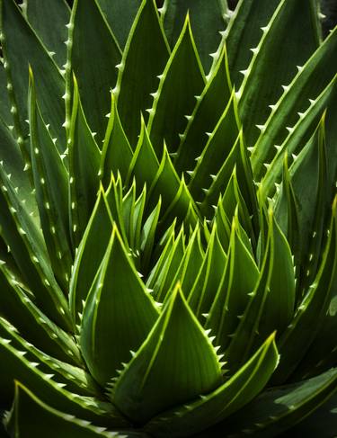 Original Abstract Botanic Photography by Steve Murray
