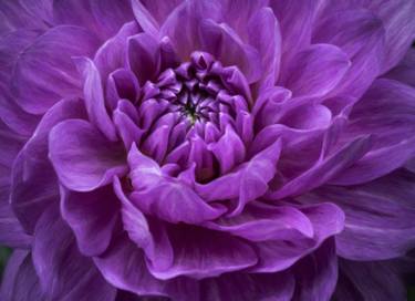 Purple Dahlia #2 thumb