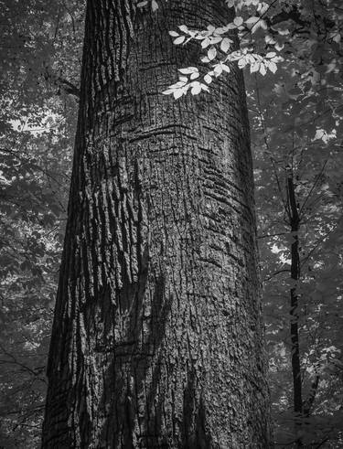 Print of Fine Art Tree Photography by Steve Murray