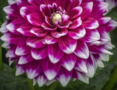 Dahlia #9 thumb