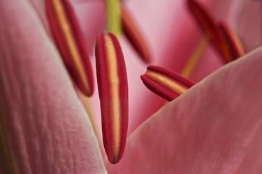 Original Realism Floral Photography by Steve Murray