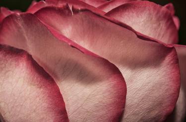 Original Impressionism Floral Photography by Steve Murray