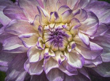 Purple Tipped White Dahlia thumb