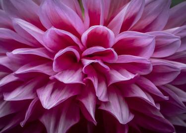 Print of Fine Art Floral Photography by Steve Murray
