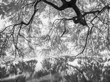 Print of Documentary Nature Photography by Steve Murray