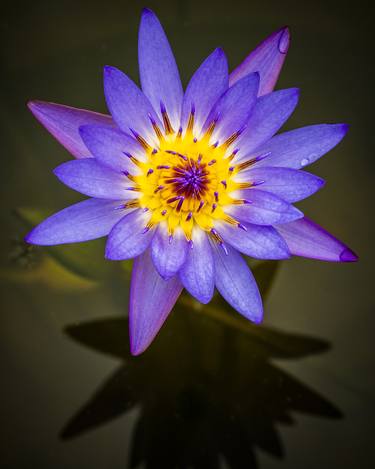 Print of Floral Photography by Steve Murray