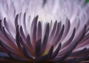 Print of Impressionism Floral Photography by Steve Murray