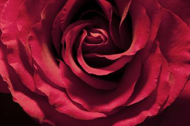 Original Documentary Floral Photography by Steve Murray
