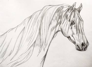 Print of Realism Horse Drawings by Elena Schieberl