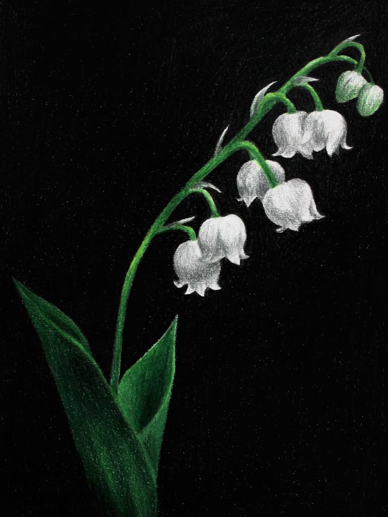 lily of the valley drawing