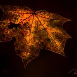 Colors of Fall 1 by Morgyn Church