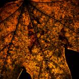 Colors of Fall 2 by Morgyn Church