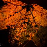 Colors of Fall 3 by Morgyn Church