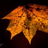 Colors of Fall 4 by Morgyn Church
