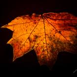Colors of Fall 5 by Morgyn Church