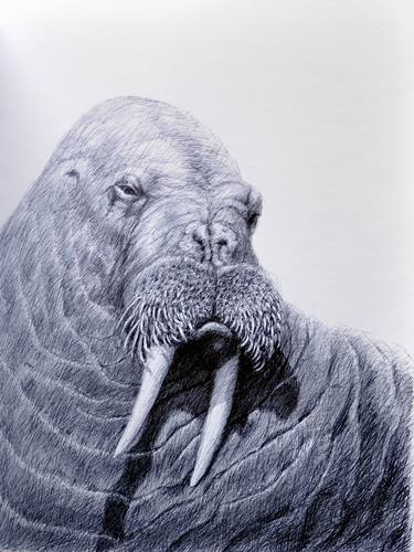 Original Animal Drawings by Rick Hansen