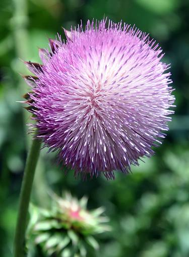 Original Floral Photography by Rick Hansen