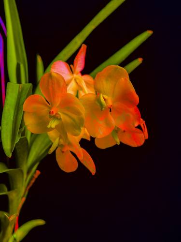 Original Abstract Floral Photography by Yasuo Kiyonaga