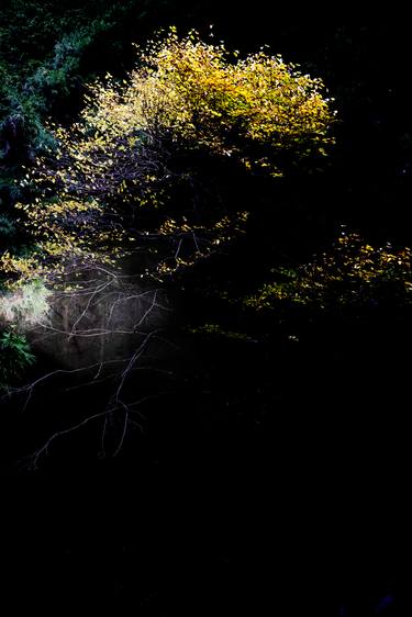 Original Fine Art Tree Photography by Yasuo Kiyonaga
