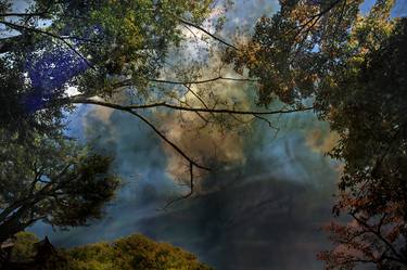 Original Fine Art Tree Photography by Yasuo Kiyonaga