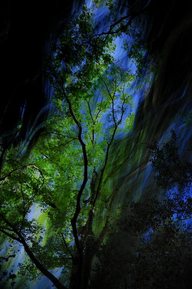 Original Abstract Tree Photography by Yasuo Kiyonaga