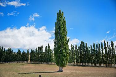 Original Tree Photography by Yasuo Kiyonaga