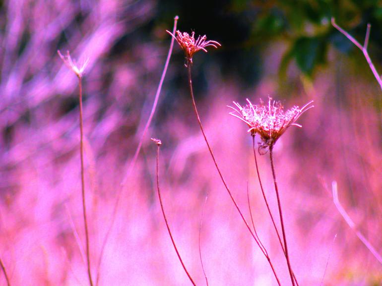 Original Expressionism Nature Photography by tina contaldo