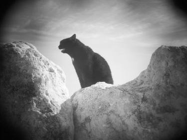 Il gatto nero con la macchia della madonna, 2015 thumb