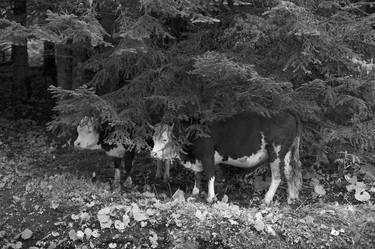 Print of Fine Art Cows Photography by Roberto Ferrero