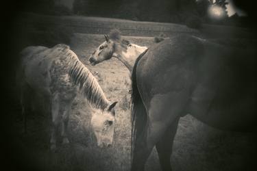 Print of Horse Photography by Roberto Ferrero