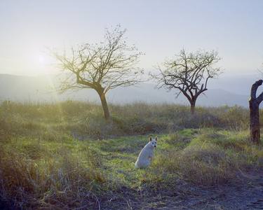 Cane bianco al tramonto, 1999 thumb