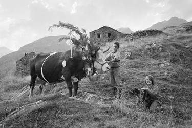 Original Cows Photography by Roberto Ferrero