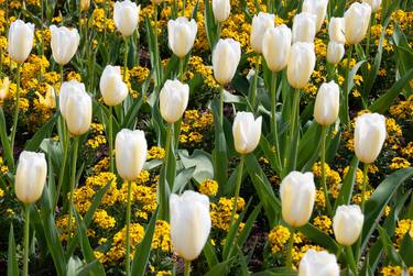 Print of Documentary Floral Photography by Mark Swiecki