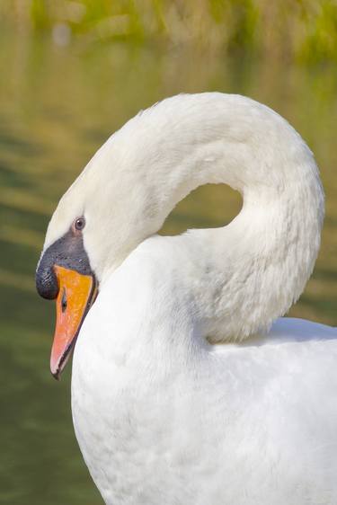 Swan's Neck thumb