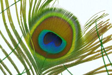 Peacock Feather Macro thumb