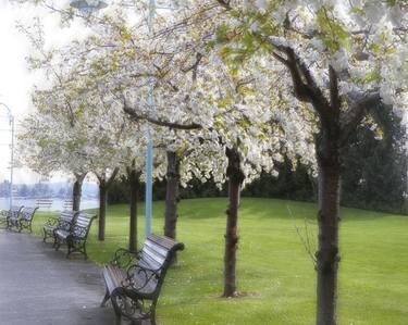 Blossoms and Benches thumb