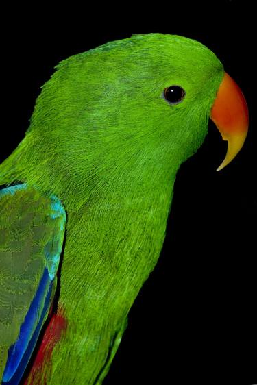 Male Eclectus Parrot thumb