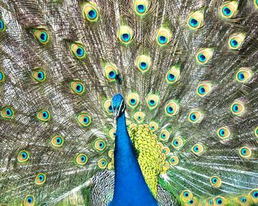 Print of Documentary Animal Photography by Mark Swiecki