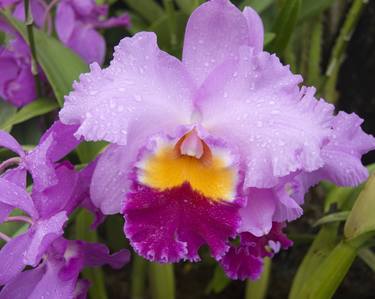 Purple Orange Orchid thumb