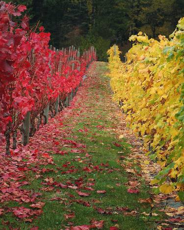 Fall in The Vineyard thumb